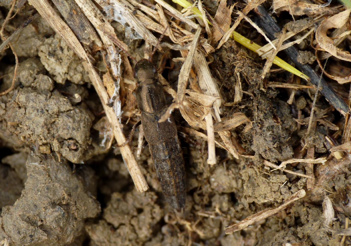 Staphilinidae bronzato: Ocypus cupreus o O. fortunatarum?